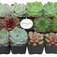 Shop Succulents Rosette Succulent | $27 | Amazon